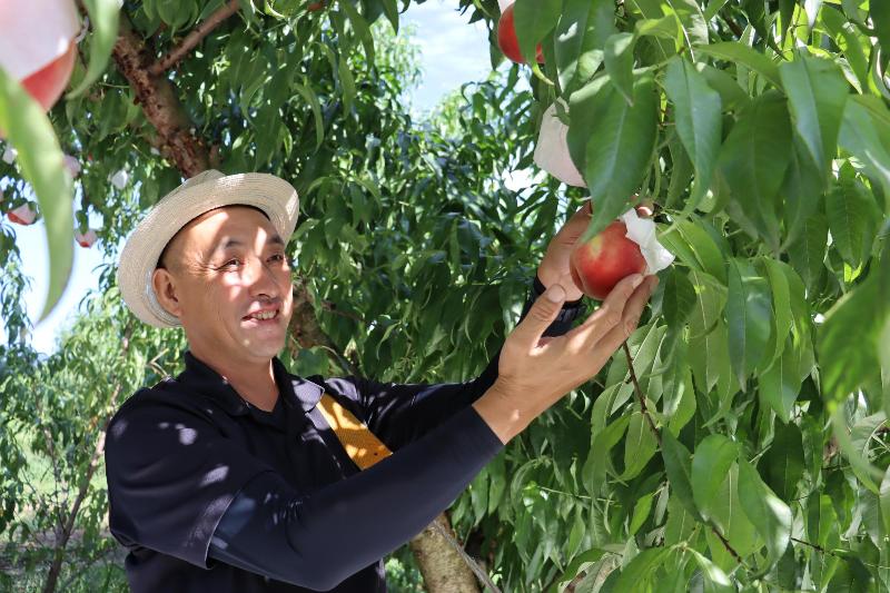 桃農家インタビュー vol.2 蓬田宗由さん - 献上桃の郷特設サイト