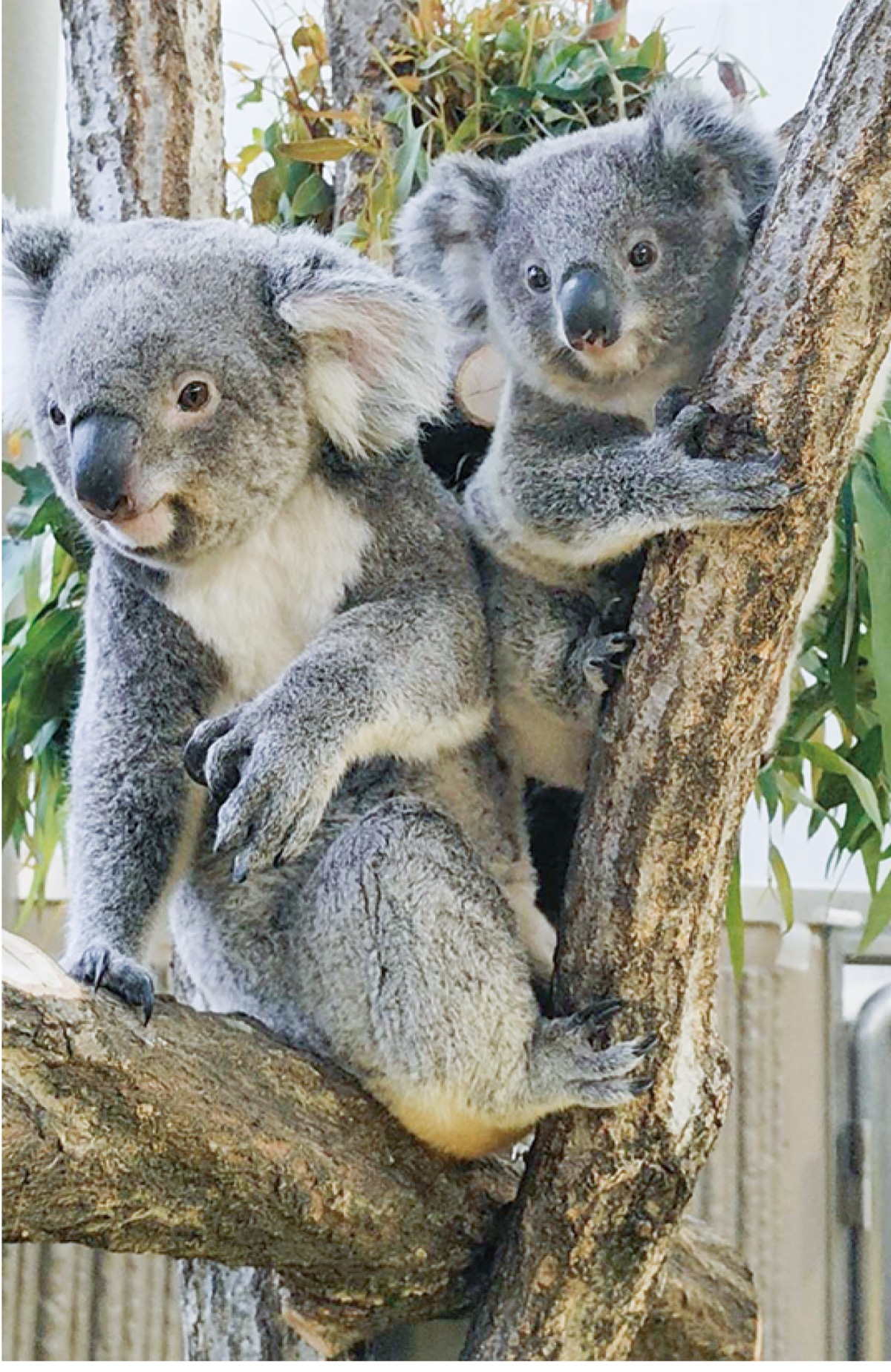 金沢動物園 コアラの展示を再開 赤ちゃん「ポポロ」も登場 | 中区