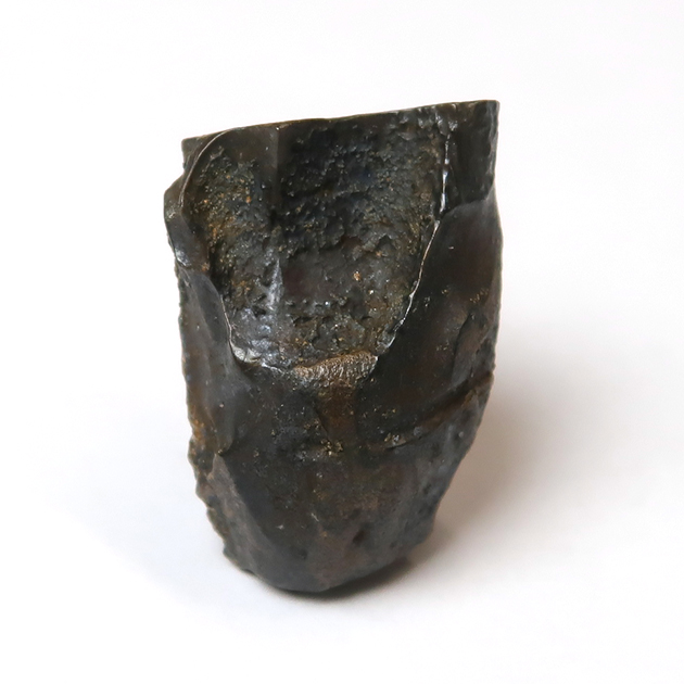 トリケラトプスの歯（Triceratops）｜化石販売・鉱物販売の東京サイエンス