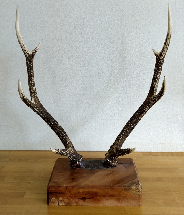 鹿の角 置物 6本セット Amazon.co.jp: 大きめの鹿の角4本セット鹿角ディスプレイ飾りオブ