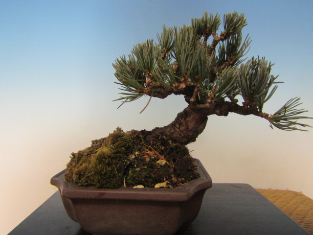 取扱商品 | 盆栽のたかはら苑