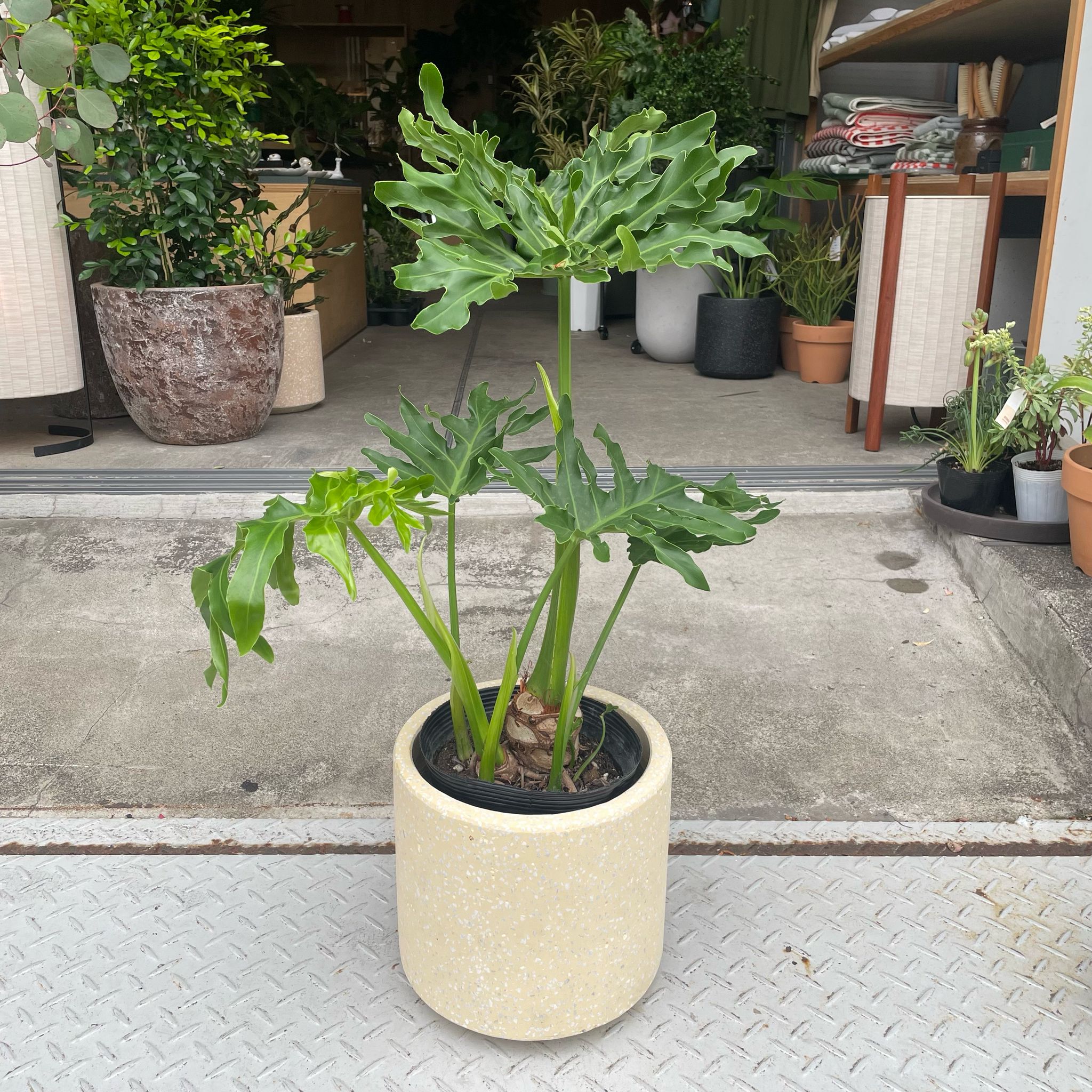 Philodendron 'Selloum' フィロデンドロン セローム – THE PLANT