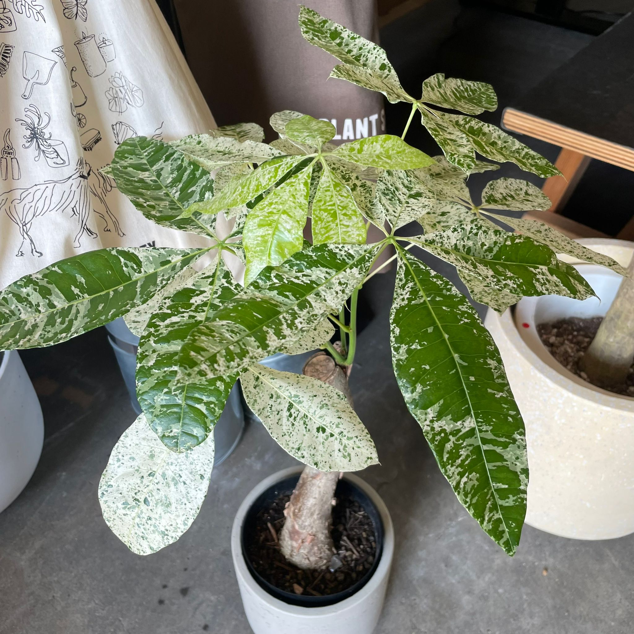 パキラ ミルキーウェイ I インドアプランツ I プラントソサエティ