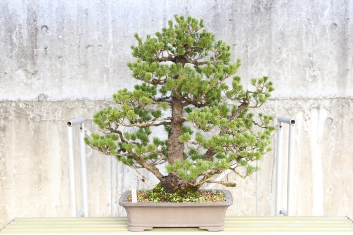 五葉松（九重） A2556☆ゴヨウマツ 松柏類 中品盆栽☆「送料無料」浦部