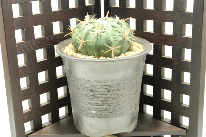 狂刺綾波モンスト 実生 A2986☆ホマロケファラ 綾波 サボテン☆「送料