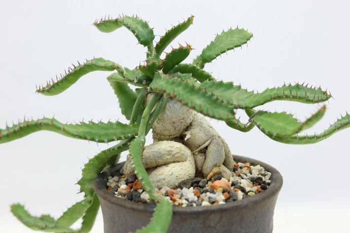 飛竜 輸入球 A3517☆ユーフォルビア ステラータ 多肉植物☆「送料無料