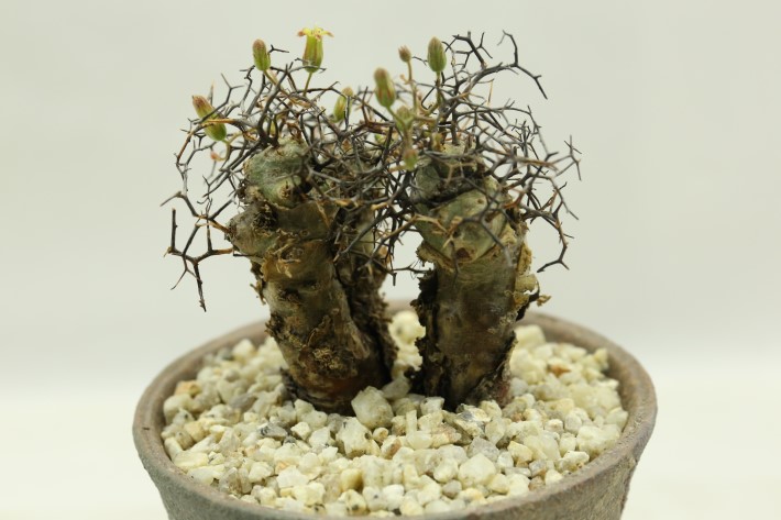 万物想 輸入球 A3483☆チレコドン レティキュラータス コーデックス