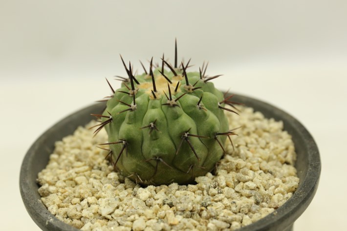 孤竜丸 現地球 コピアポア シネレア コルムナアルバ 5 発根済み 孤竜丸