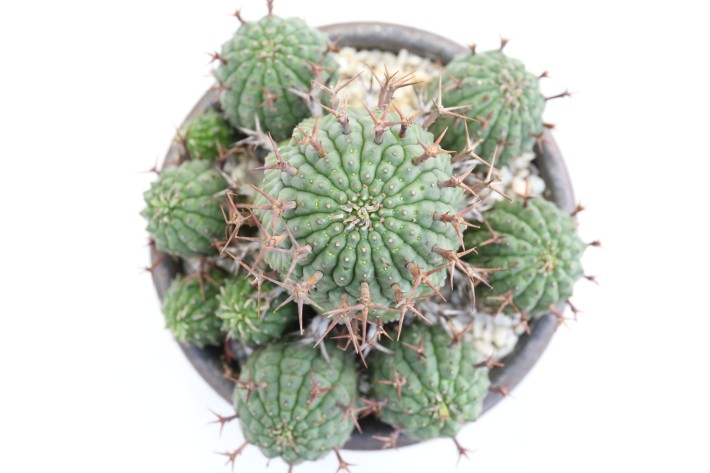 送料無料】群星冠 ユーフォルビア 輸入球カキ仔 A3790｜多肉植物｜浦部