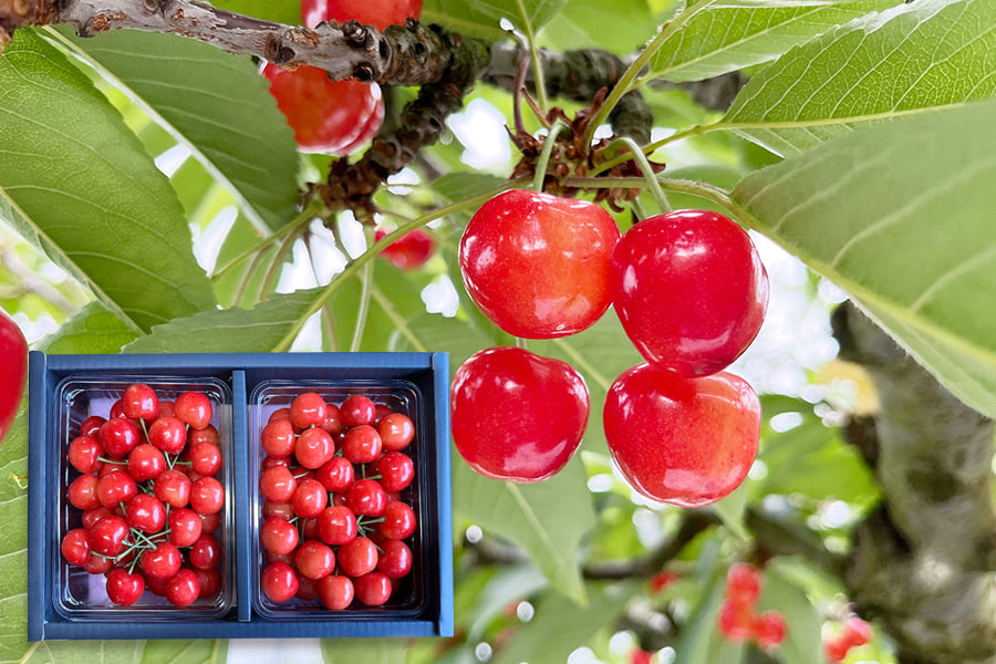 大粒芳醇さくらんぼ紅秀峰1kgバラ詰3Lサイズ以上