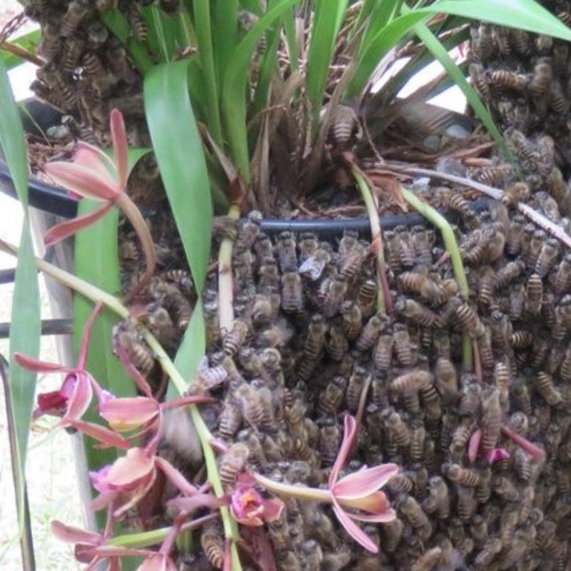 やましち山野草店 / キンリョウヘン 金稜辺 花芽付き 原種系 赤花 花芽