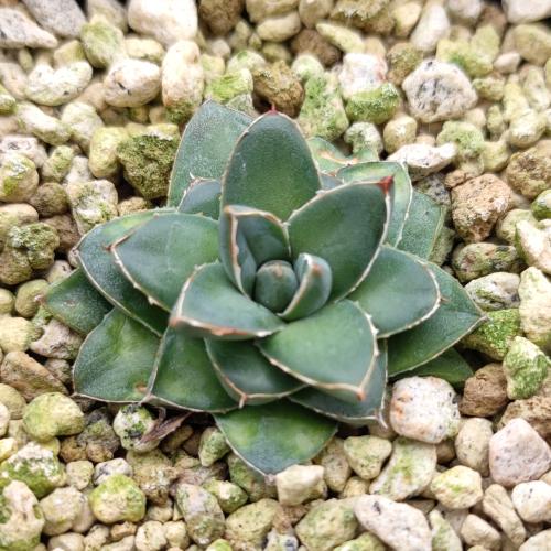 やましち山野草店 / 多肉植物 アガベ 王妃笹の雪 A型 7.5〜9cmポット苗