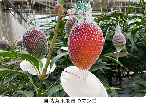 宮崎県産完熟マンゴー | 全農食品オンラインショップ