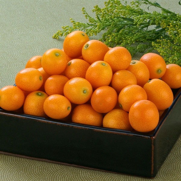 完熟きんかん「たまたま」 1月下旬発送開始 | 全農食品オンラインショップ