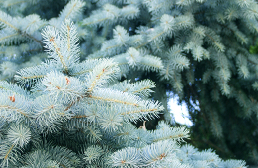 コニファーの最高峰！クリスマスの木・プンゲンストウヒ(コロラド