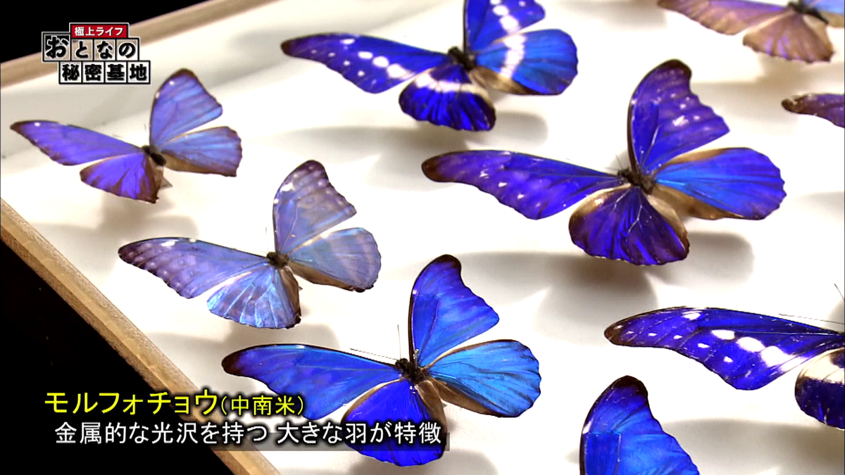 圧巻】コレクションは2000種類以上！ 蝶を採集して標本づくりに熱中