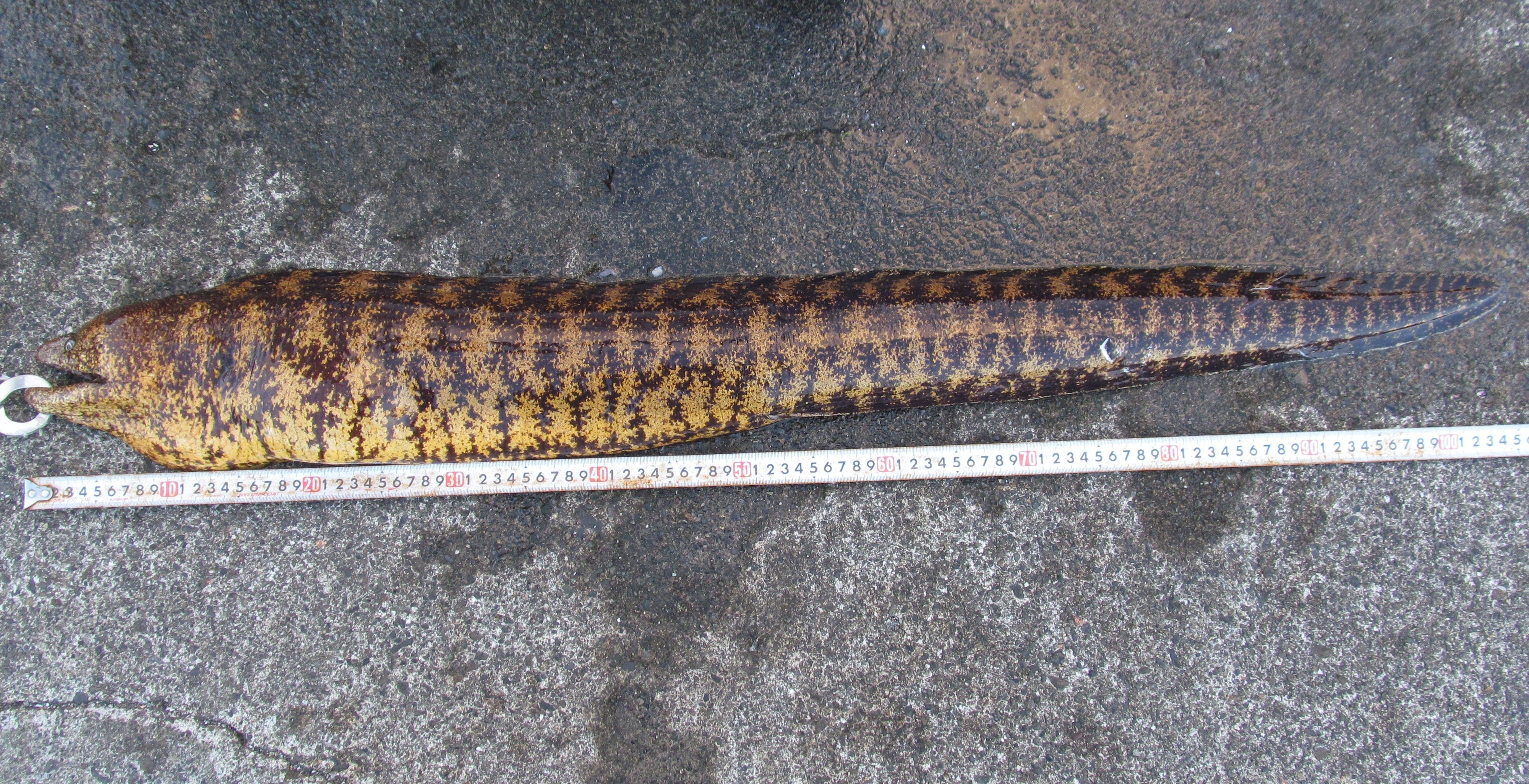 ウツボ(2013.07.21) - WEB魚図鑑