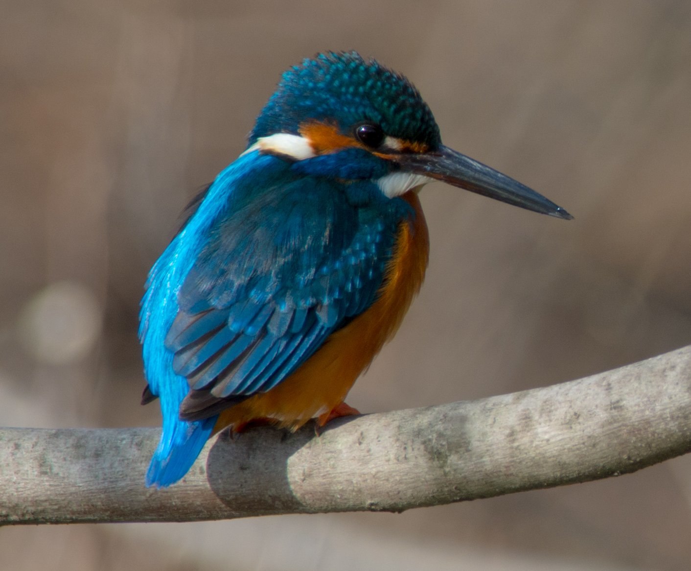 カワセミ - 日本の野鳥識別図鑑