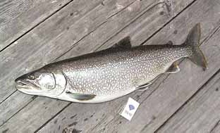 レイクトラウト - WEB魚図鑑