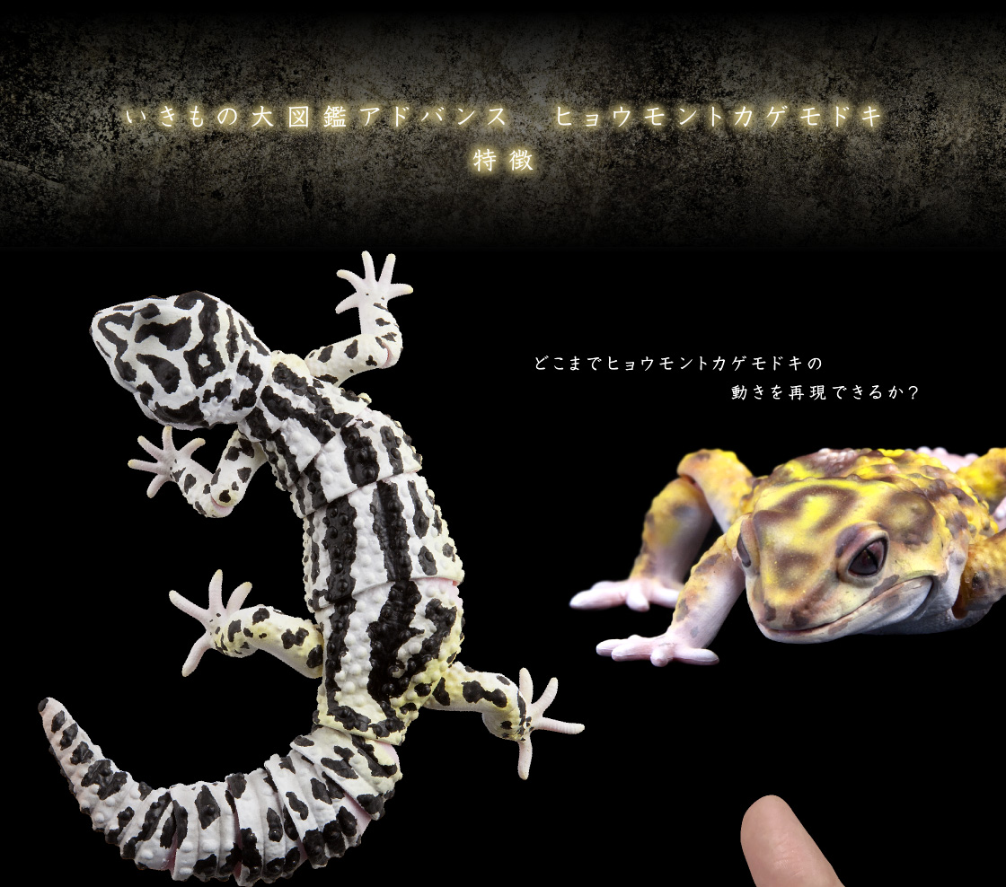 いきもの大図鑑アドバンス ヒョウモントカゲモドキ｜いきもの大図鑑