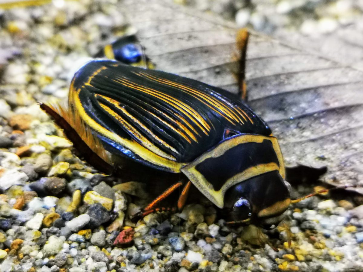 オウサマゲンゴロウモドキ - ゲンゴロウ・タガメ飼育ブログ