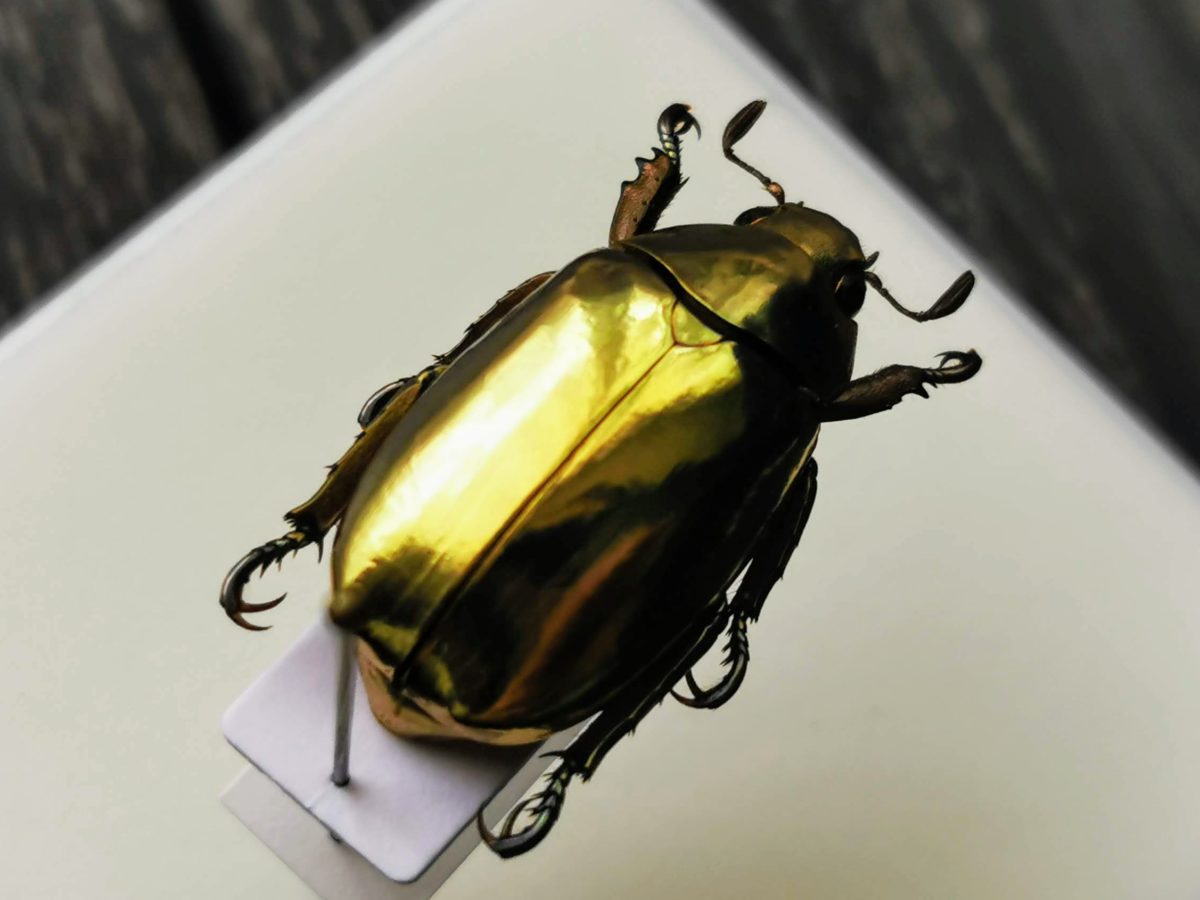 パナマ産 オプティマキンイロコガネ 25mm パナマ産 オプティマキンイロ