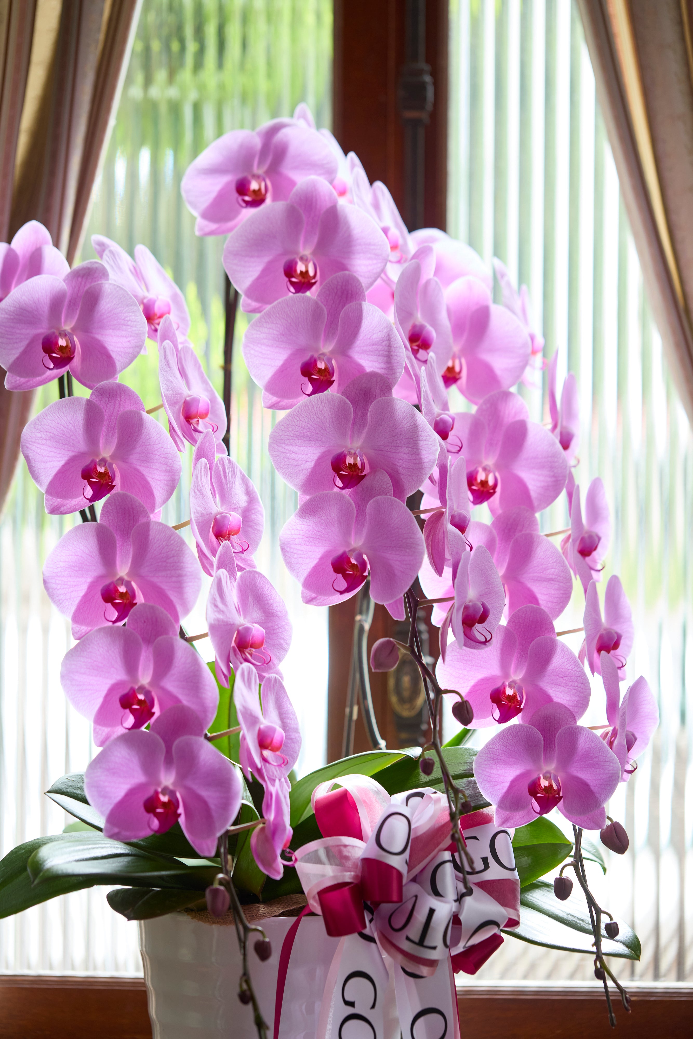 Blushing Elegance（胡蝶蘭ピンク3本立） I 花鉢-ゴトウフローリスト