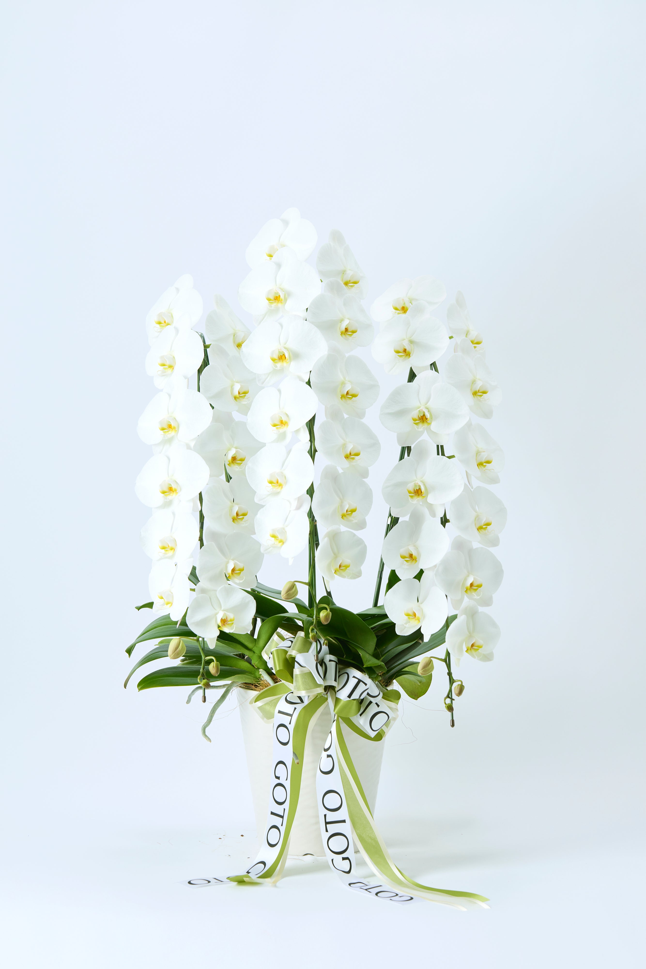 White Radiance（胡蝶蘭白3本立） I 花鉢-ゴトウフローリスト