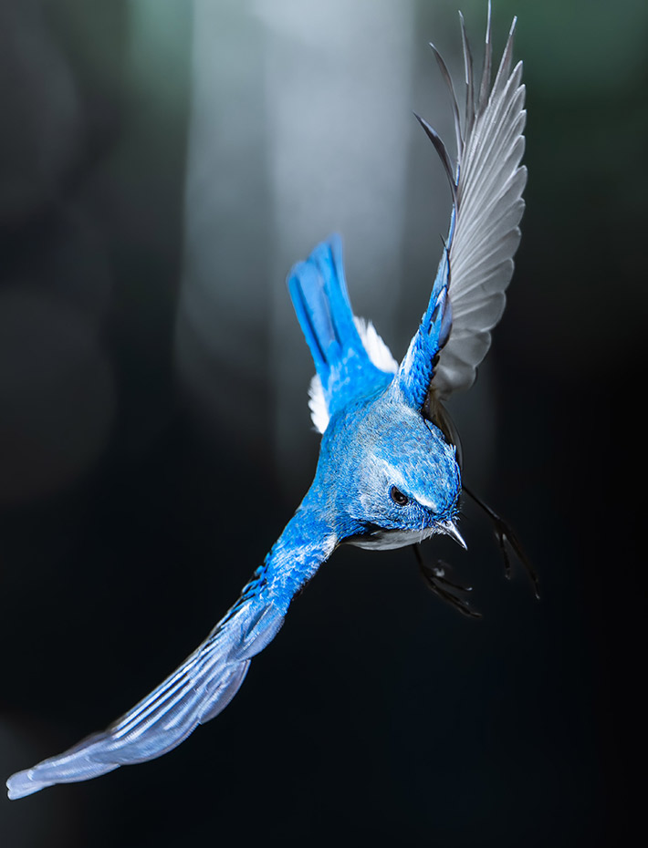 関東で撮影された『幸せの青い鳥』 1枚に「お守りにする」「宝石の