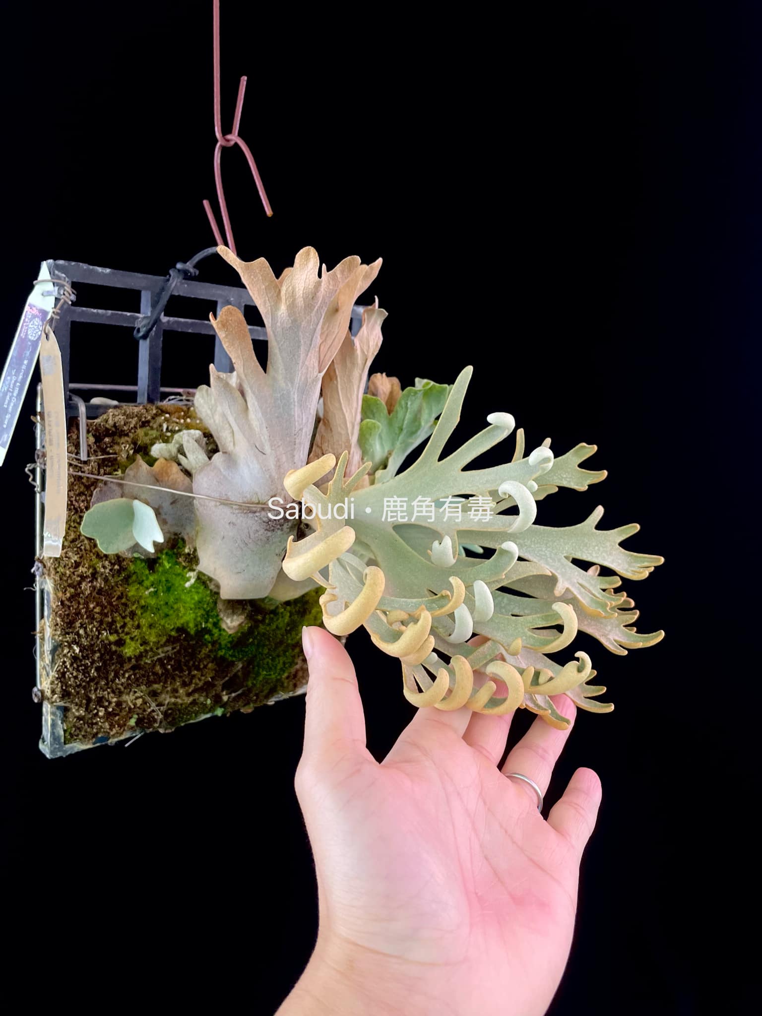 Buy P. Willinckii Mew Pup Spores Online – HCorchids