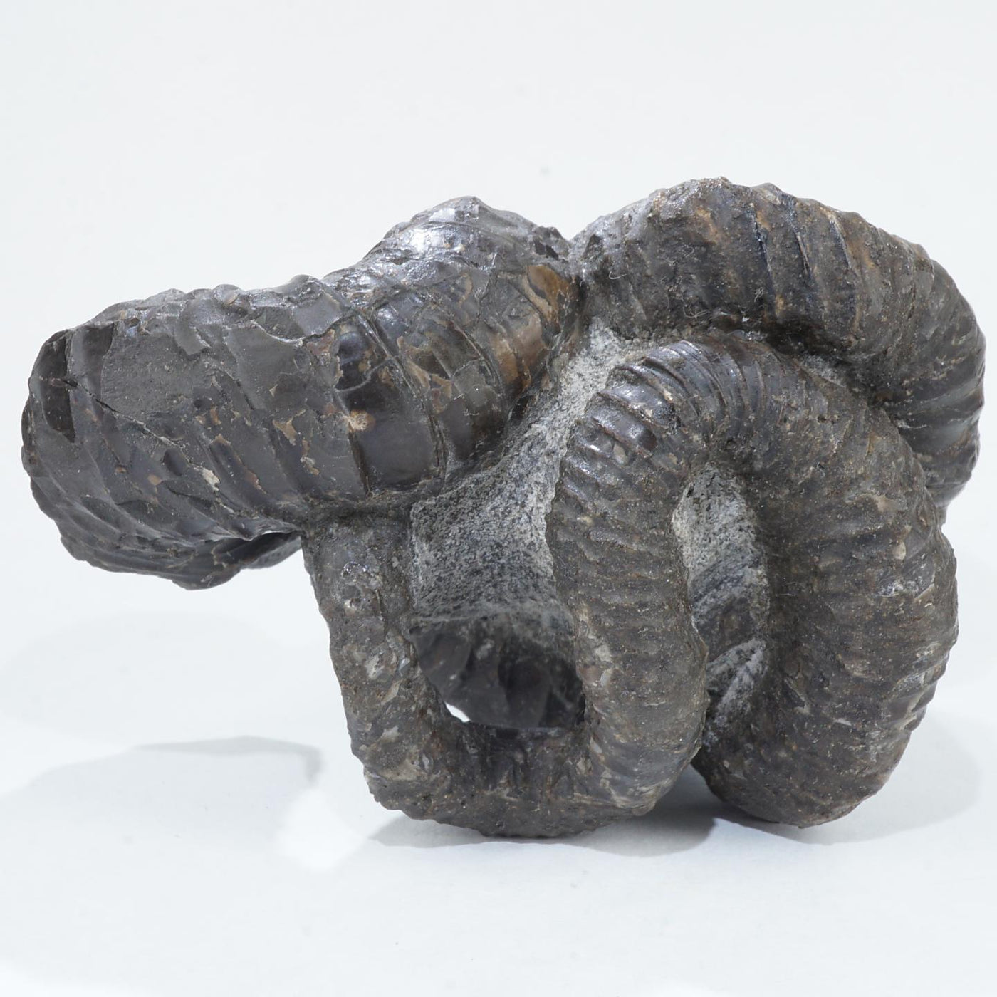 北海道 芦別川産 化石 ニッポニテス サハリーネンシス 約166g＜天然石