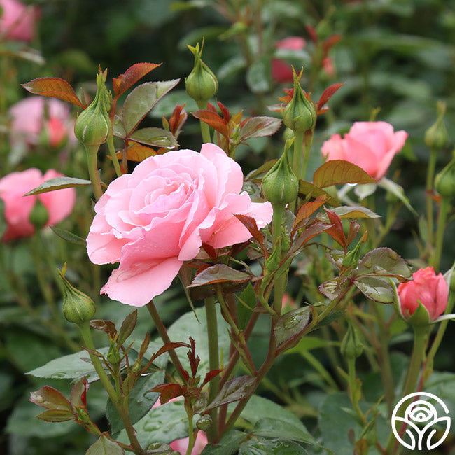 Sexy Rexy Floribunda Rose | Pink Rose Plant – Heirloom Roses