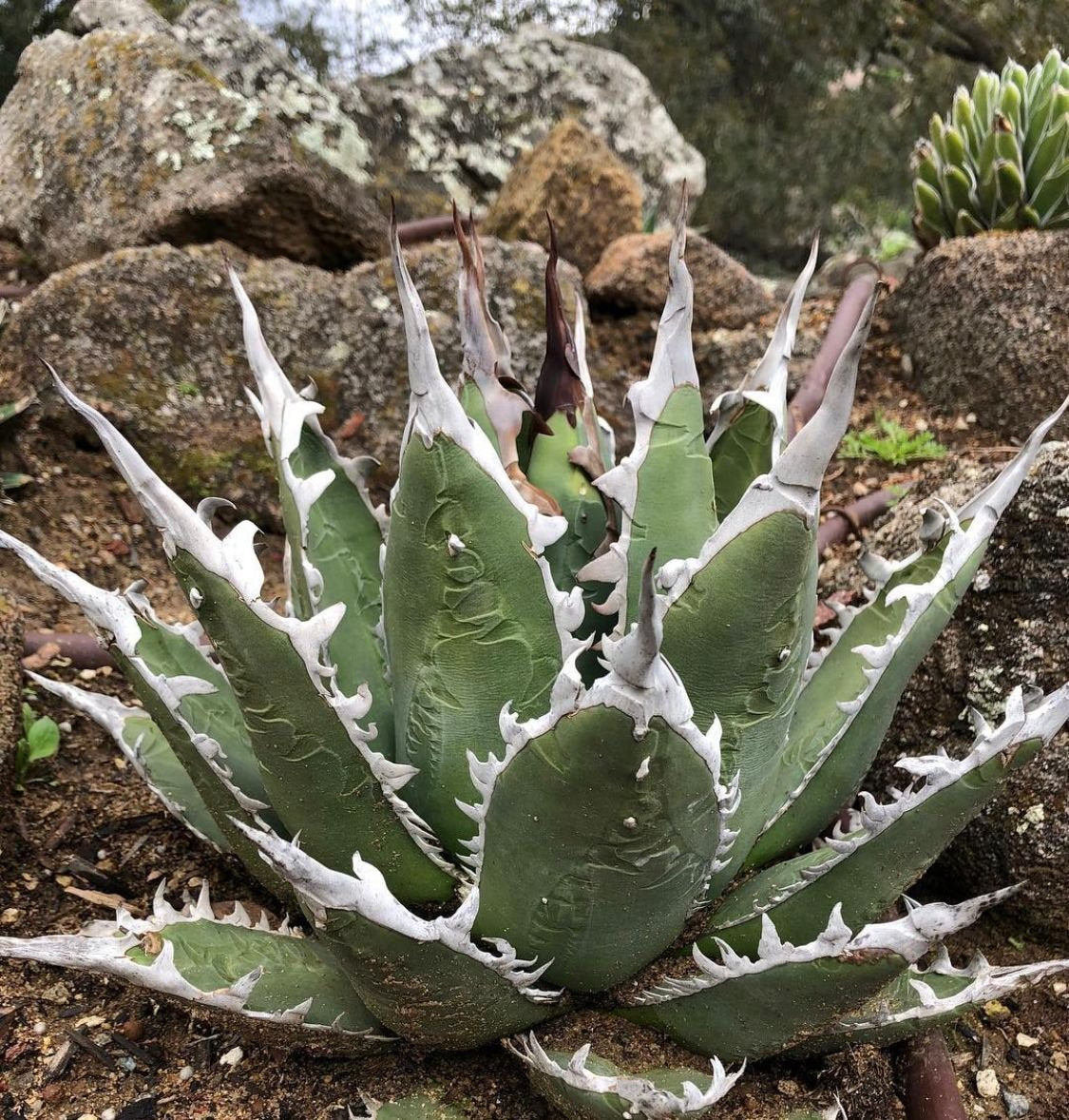 Agave 'White Fang' – Hidden Agave
