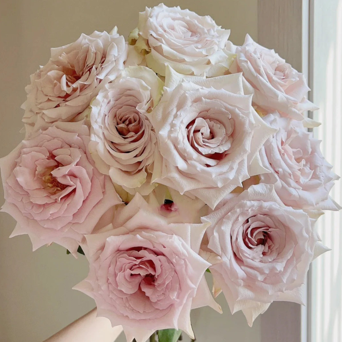 Dutch Florist Shrub Rose Inspired by Quicksand – Highgarden Roses