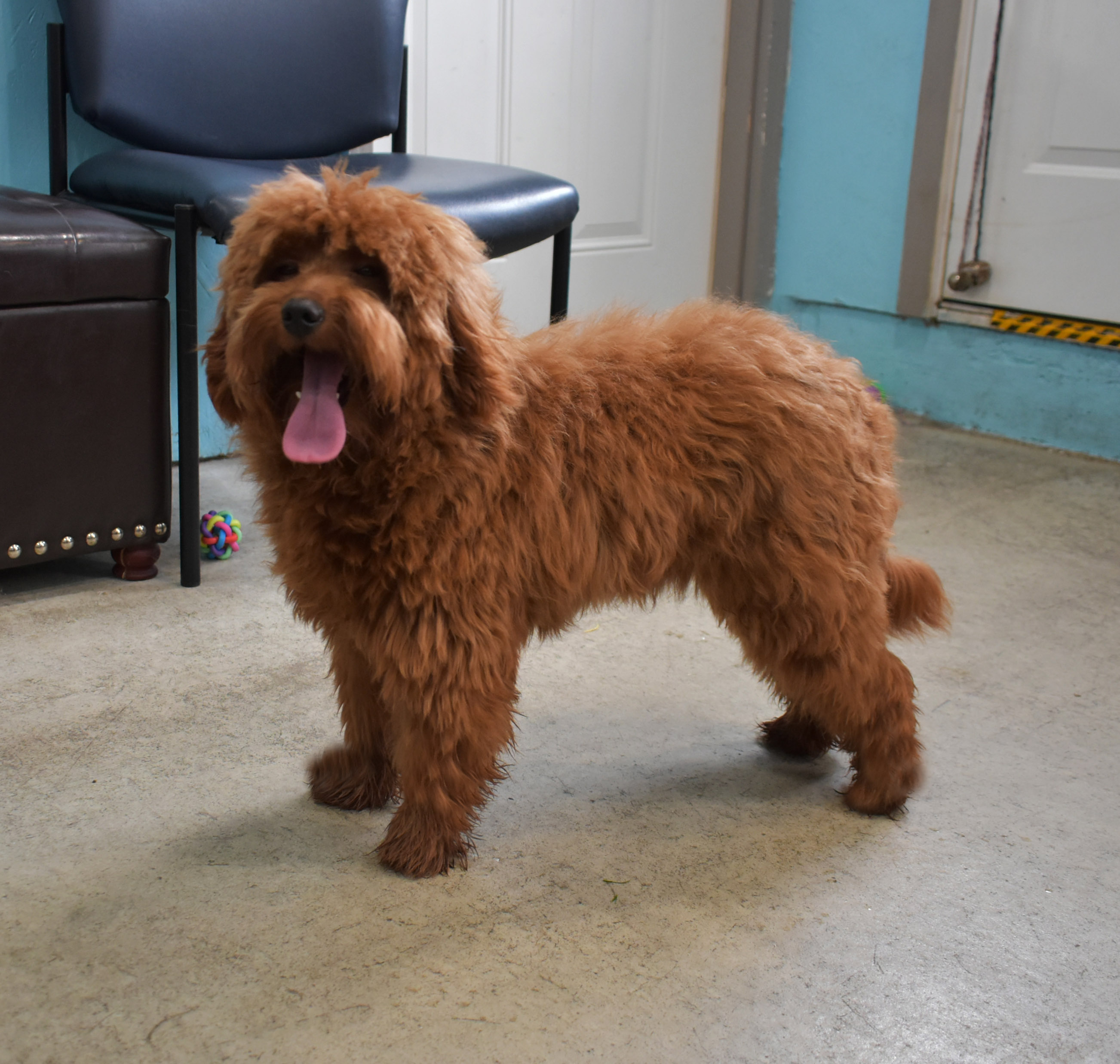 Sadie & Chewy 10-22 lbs. English Goldendoodles | Hilltop Pups