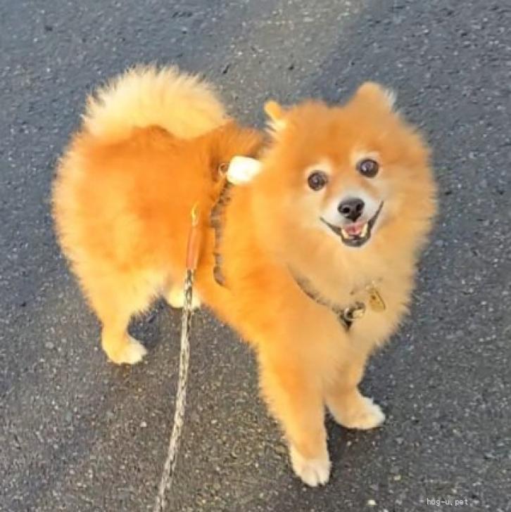 犬の里親募集】埼玉県・ポメラニアン・もふもふ天使のアールくん（ID