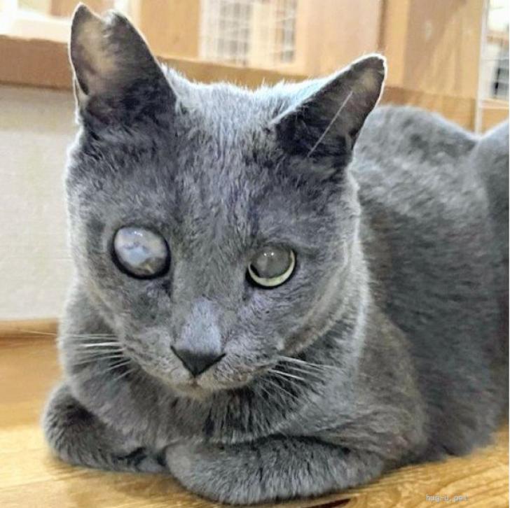 猫の里親募集】神奈川県・雑種・2/8譲渡会参加 全盲グレー猫🩶トライ君
