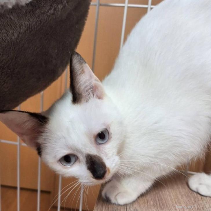 猫の里親募集】神奈川県・雑種・コアラみたいなお鼻が可愛い❤️シャム