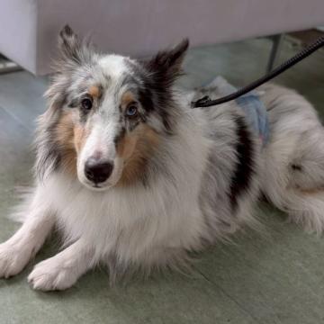 犬 × シェットランドシープドッグの里親募集一覧｜ハグー -みんなの