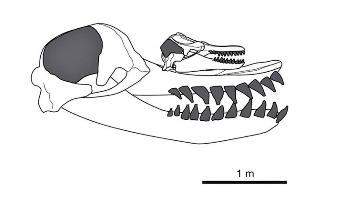 シャチの頭蓋骨 : r/Naturewasmetal