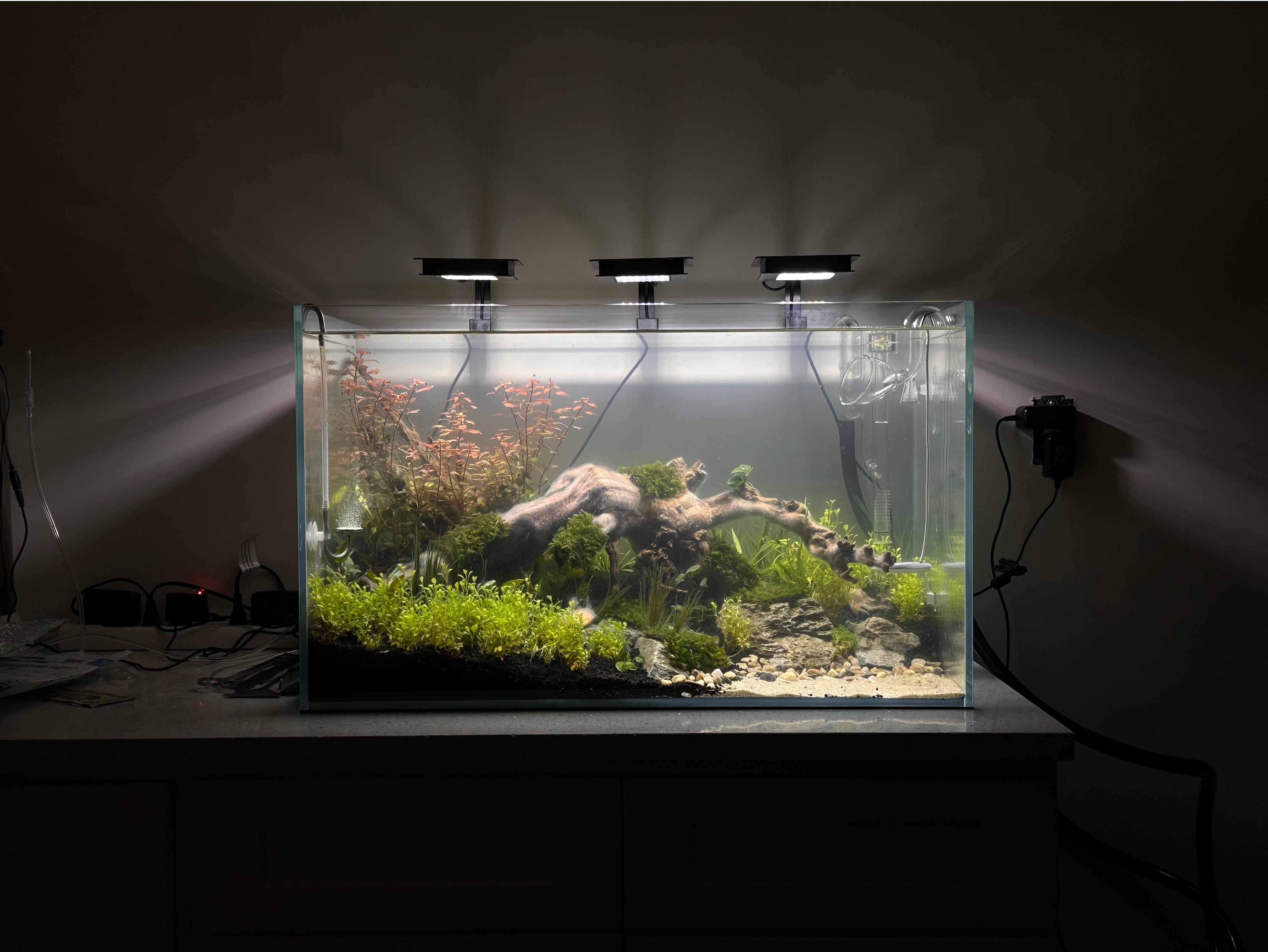 Do I have enough light? 3x fluval plant nano light 7500k. 40