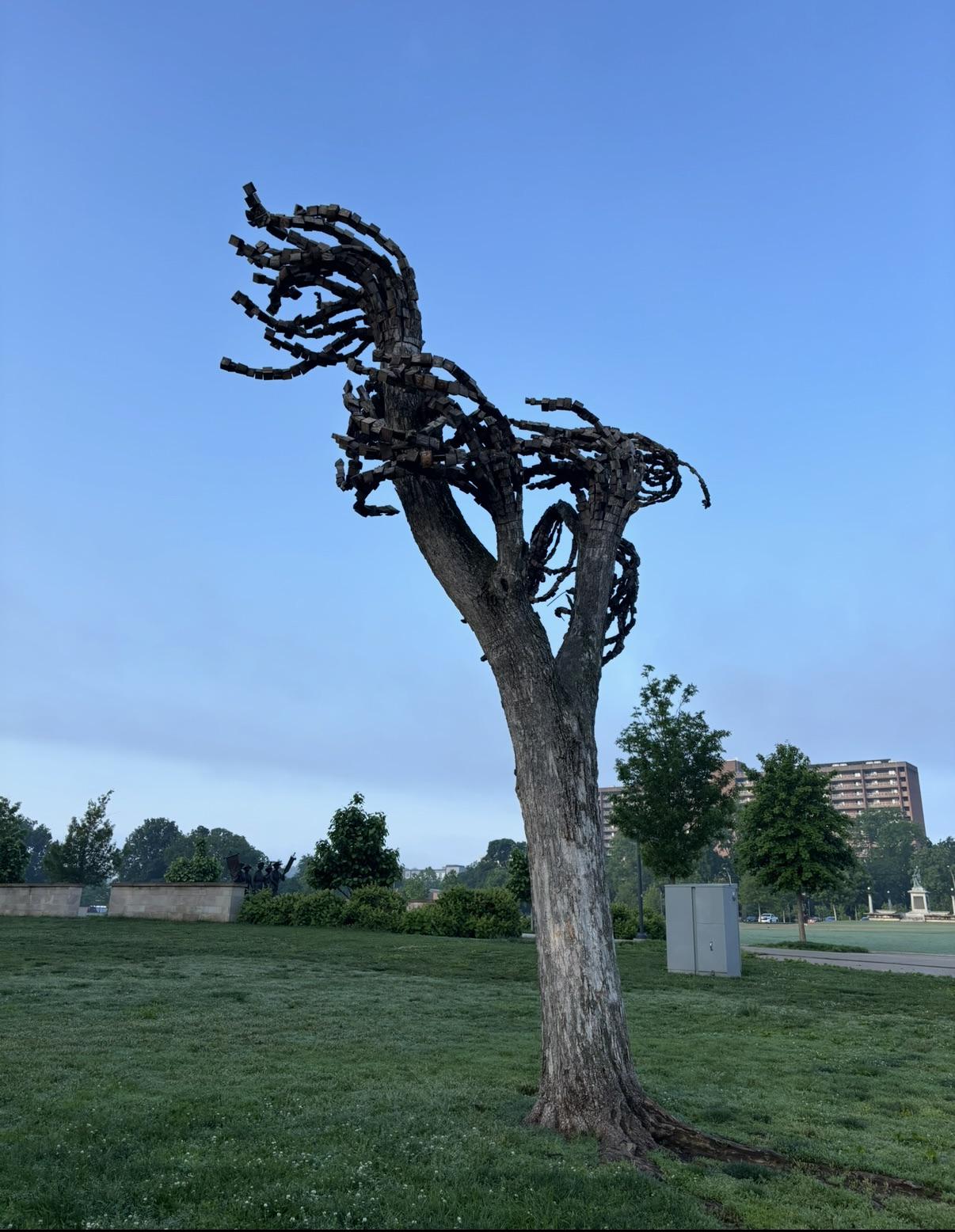 Anyone know about this tree? : r/nashville