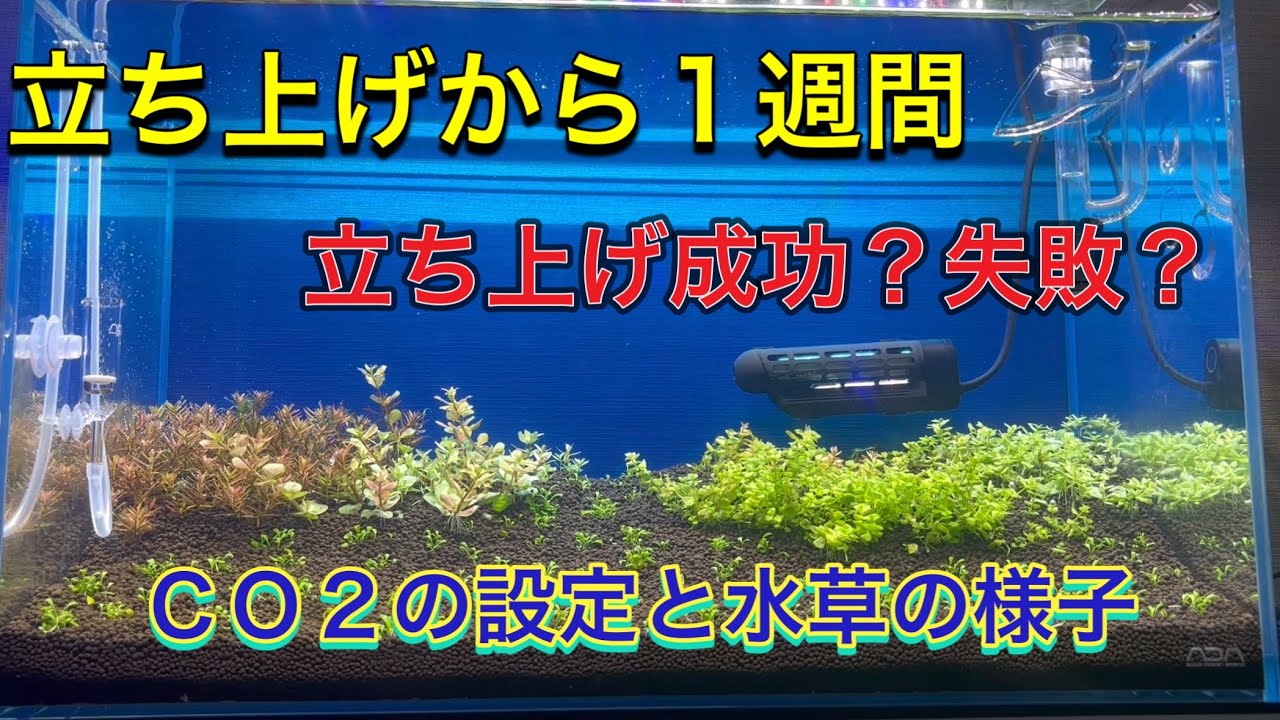 Harudesign pro-d805シルボンで簡単co2の設定と水草の様子。ハル