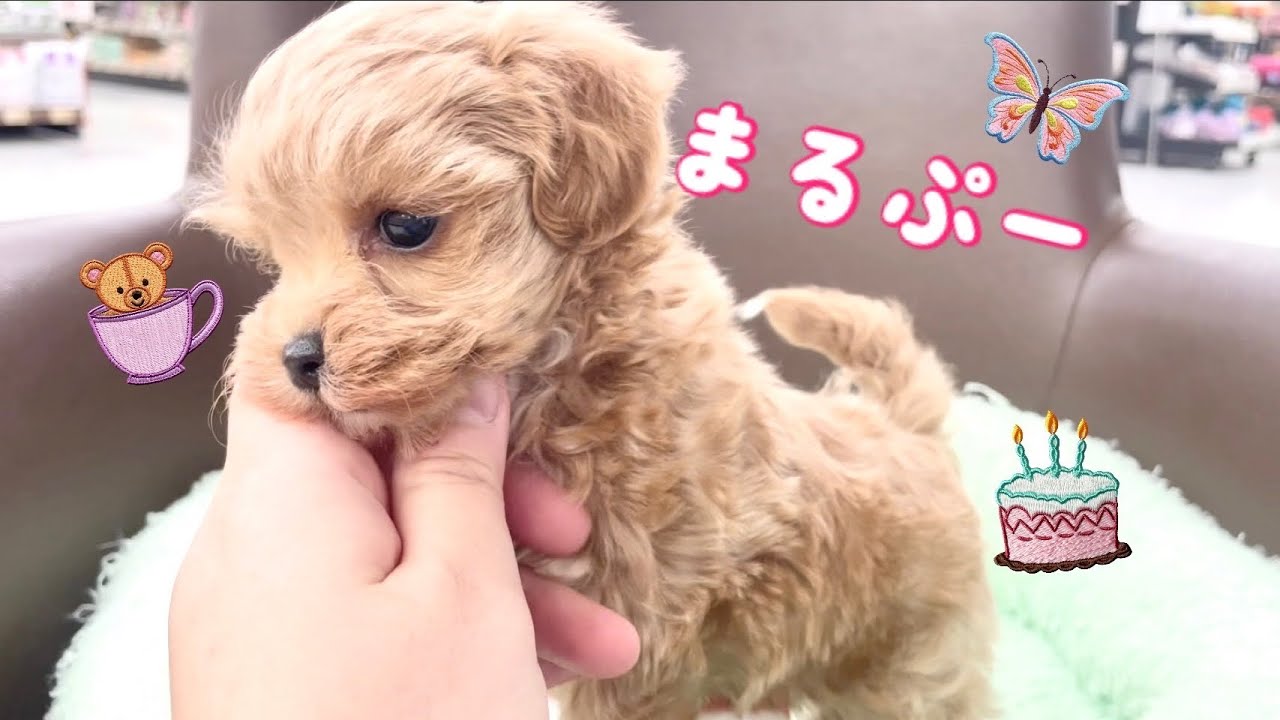 マルプー 】最上級のルックス！天使のような可愛さを持つ女の子にご