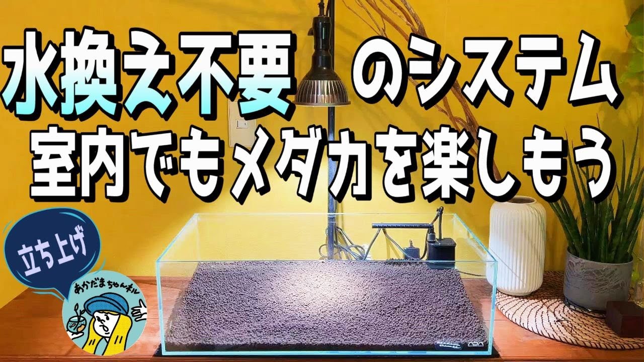 Aquarium] Raise medaka indoors with a system that doesn't require