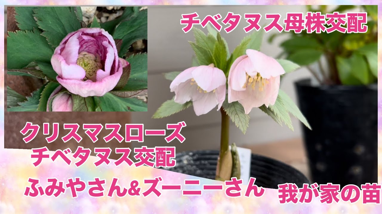 クリスマスローズ チベタヌス交配 チベタヌス母株交配 ふみやさん