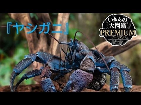 ヤシガニ』いきもの大図鑑プレミアム 開封動画 ガシャポン