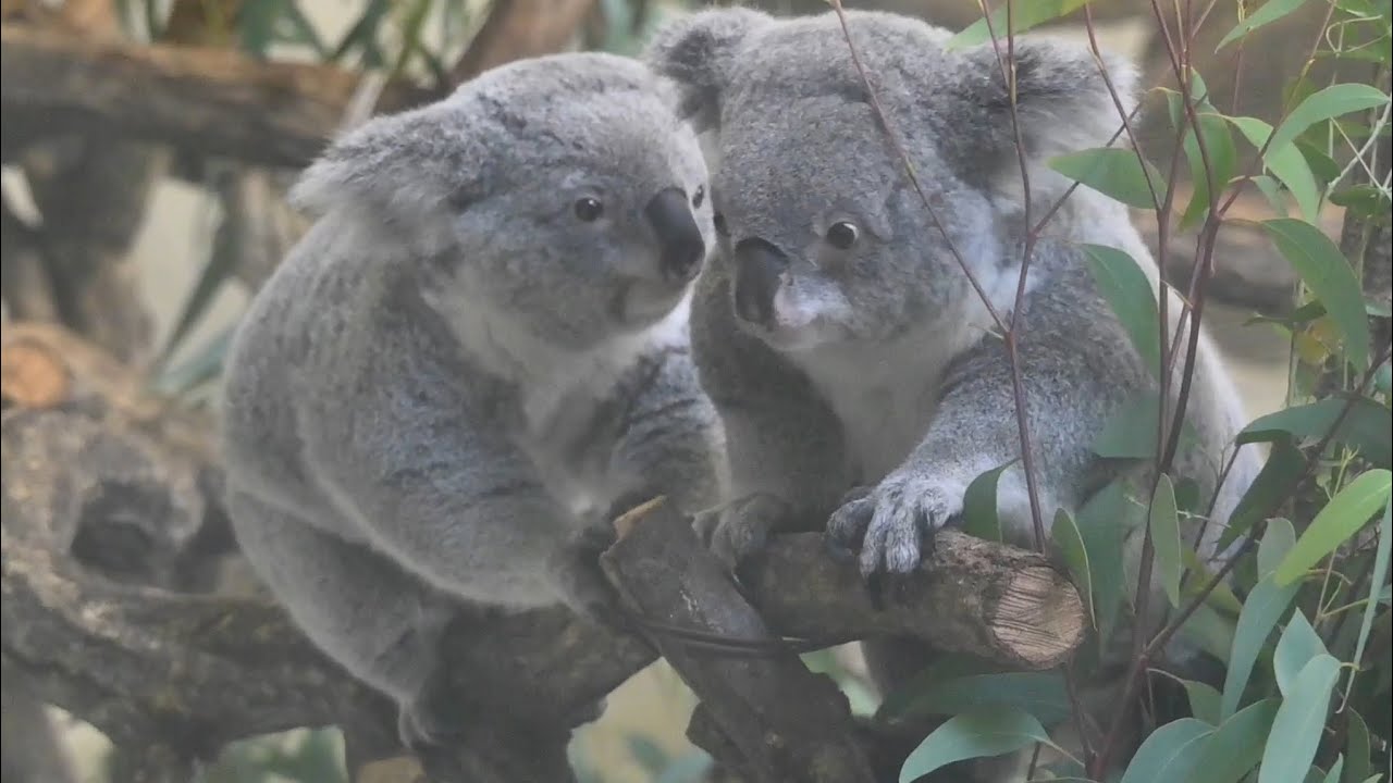 多摩動物園コアラ親子koala 2025年10月9日 - YouTube