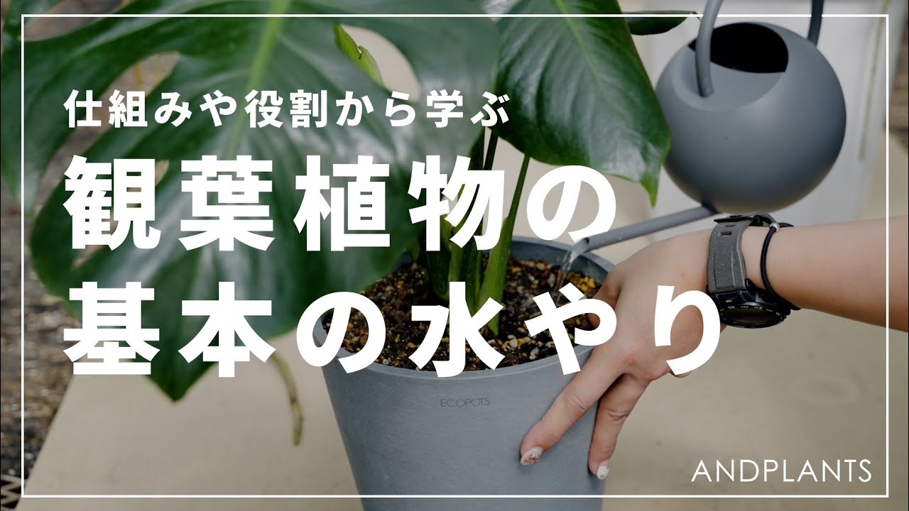 No mistakes] Experts explain how to water houseplants #houseplants
