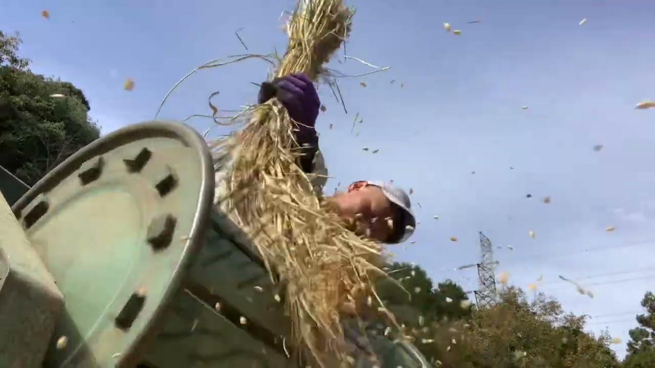 1人農作業 米作り脱穀】古民具の足踏み脱穀機を現役で使い回す！！無